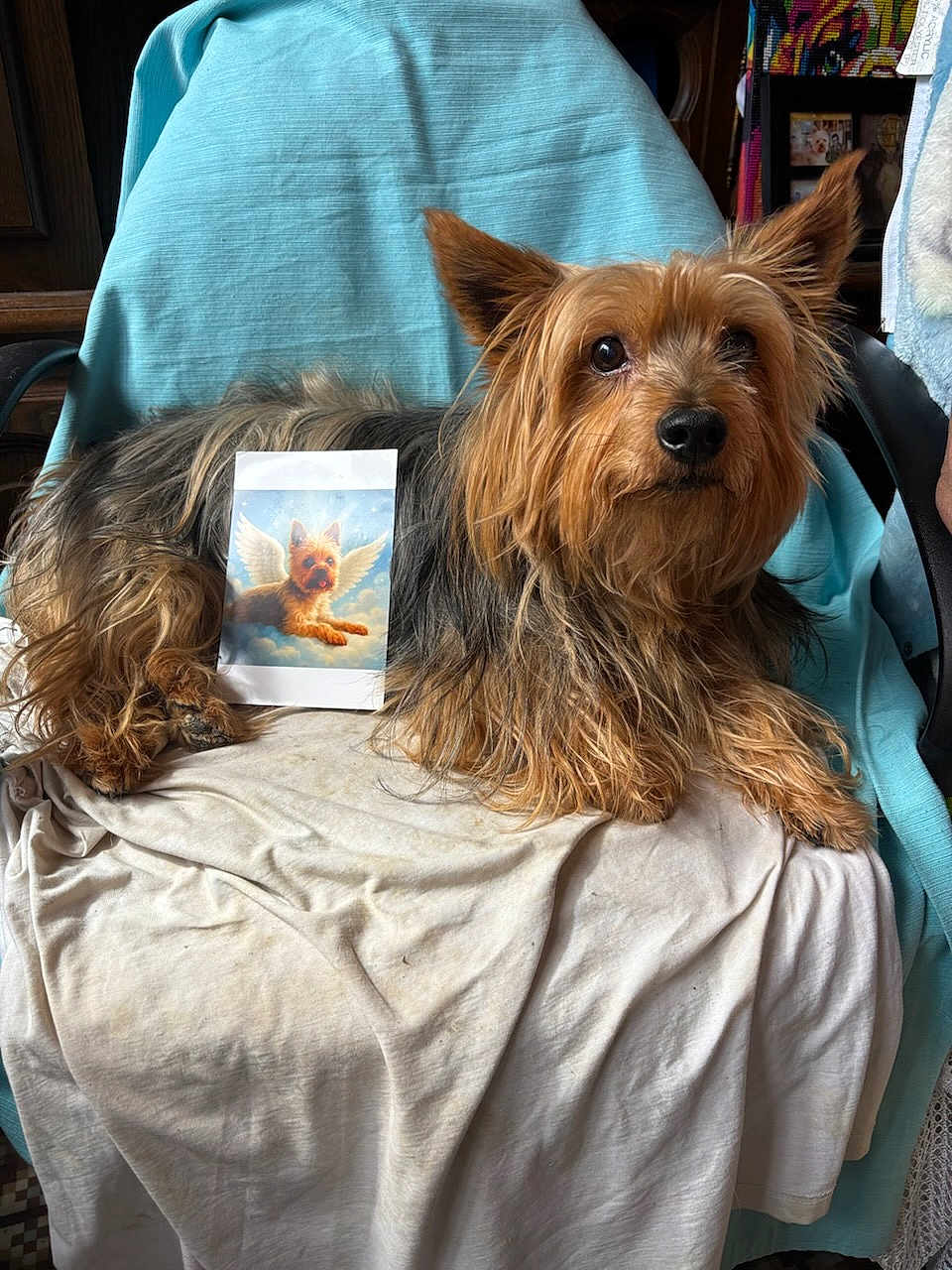 Jooky participe au concours pour gagner de l'argent avec cette photo : angel_wings, animal, black, blanket, brown, chair, cozy, cute, dog, ears, face, fur, furry, indoor, pet, photo, portrait, print, relaxed, yorkshire_terrier
