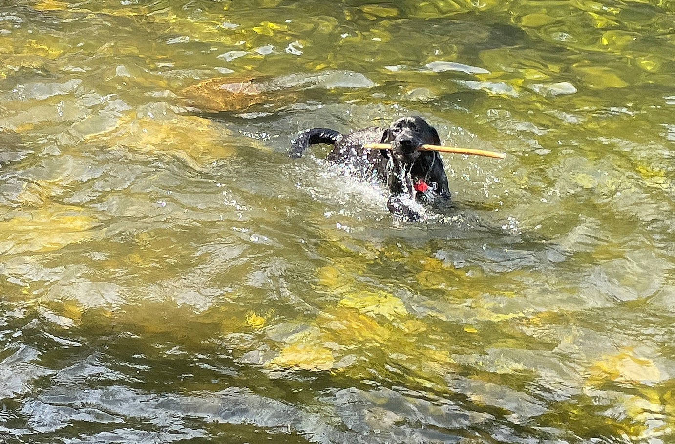 Salem joined the competition — help win amazing prizes! _geese_and_swans, beak, canidae, carnivore, dog, dog_breed, ducks, guard_dog, gun_dog, hunting_dog, lake, liquid, recreation, rock, sporting_group, water, water_bird, watercourse, waterfowl, working_animal