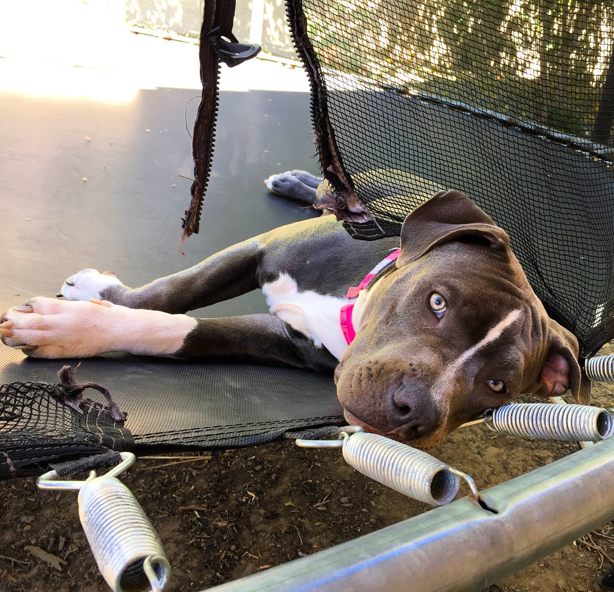 Stephanie is registered to the contest to win money with this photo: animal_shelter, bumper, canidae, carnivore, collar, comfort, companion_dog, dog, dog_breed, dog_collar, fawn, leash, liver, metal, pet_supply, snout, sporting_group, vehicle_door, whiskers, working_animal