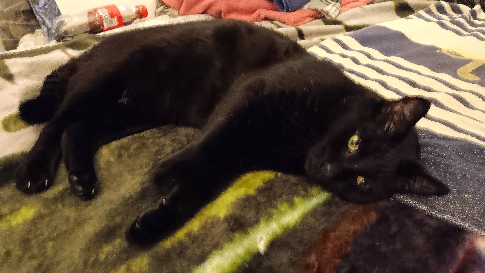 Boo joined the competition — help win amazing prizes! black_cat, bombay, canidae, carnivore, cat, claw, comfort, dog_breed, domestic_short_haired_cat, felidae, flooring, fur, grass, small_to_medium_sized_cats, snout, sporting_group, tail, terrestrial_animal, whiskers, working_animal