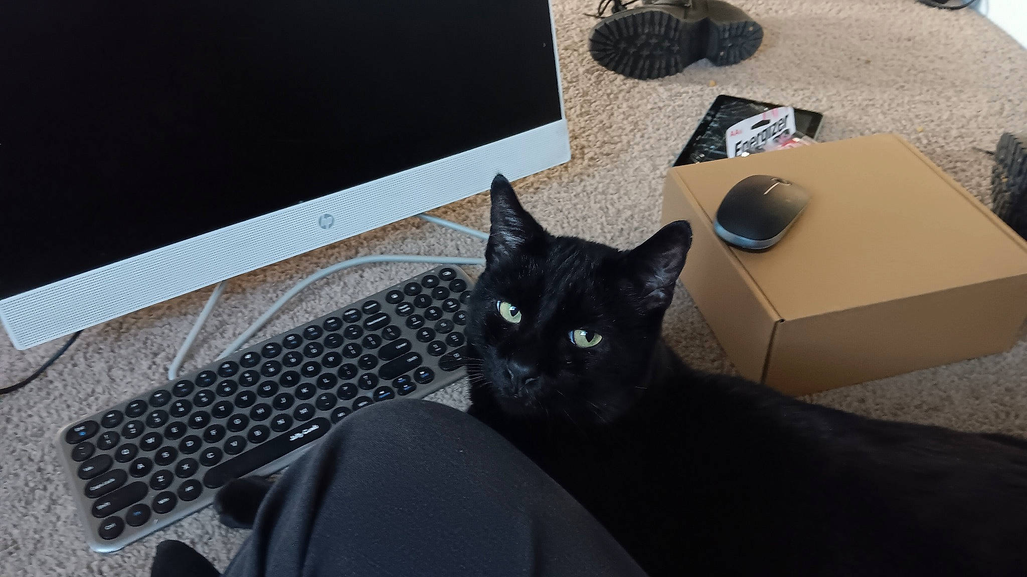 Boo joined the competition — help win amazing prizes! audio_equipment, carnivore, carton, cat, comfort, computer, computer_keyboard, felidae, grey, input_device, mouse, netbook, output_device, peripheral, personal_computer, shipping_box, small_to_medium_sized_cats, space_bar, touchpad, whiskers