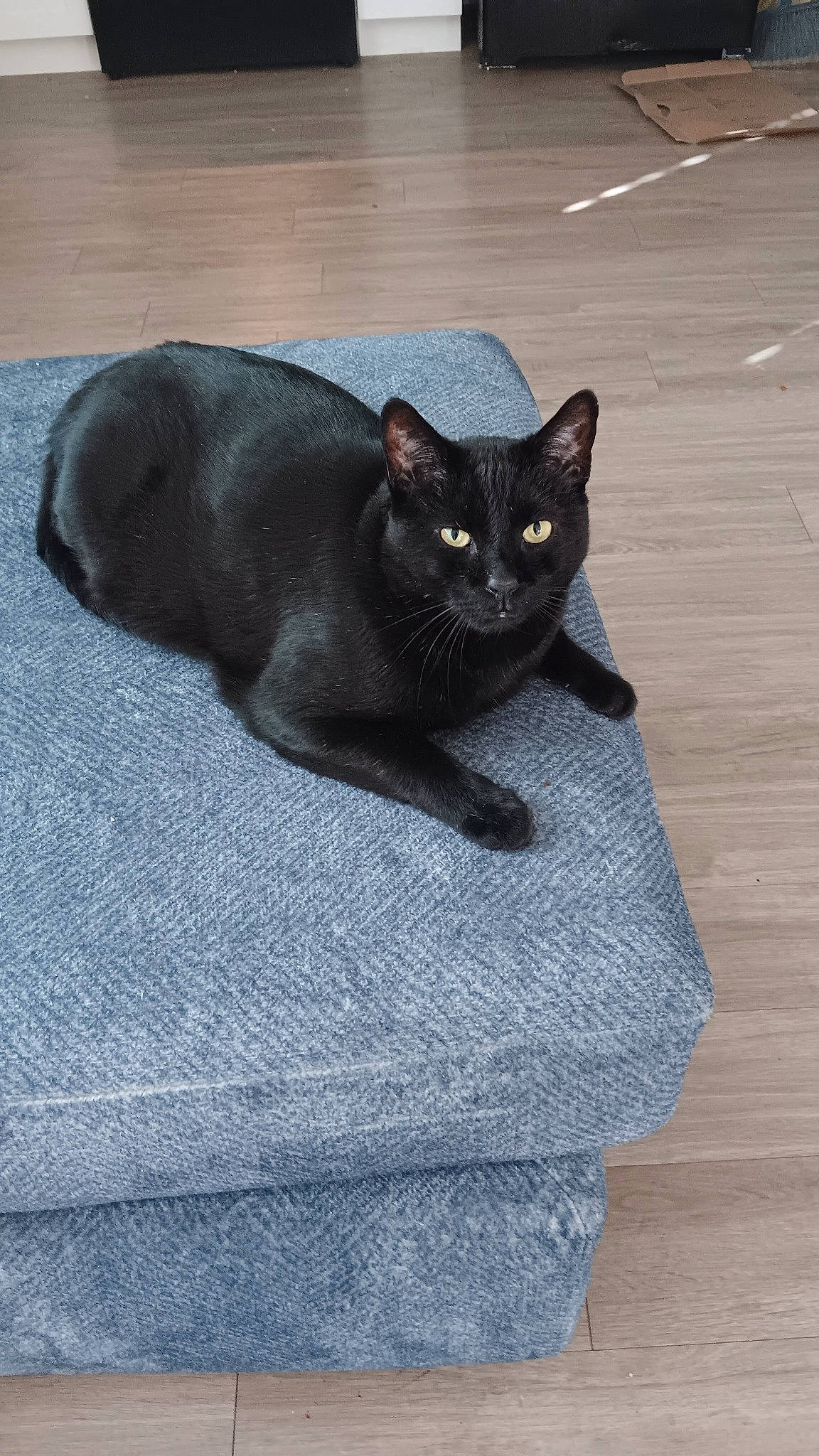 Boo is registered to the contest to win money with this photo: black_cat, bombay, carnivore, cat, comfort, domestic_short_haired_cat, felidae, flooring, fur, grey, hardwood, road_surface, sitting, small_to_medium_sized_cats, snout, tail, terrestrial_animal, whiskers, wood