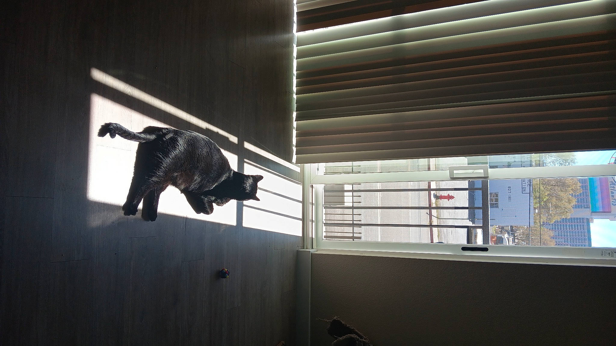 Boo joined the competition — help win amazing prizes! art, bovine, building, darkness, door, handrail, metal, room, sculpture, shadow, shelf, shelving, small_to_medium_sized_cats, snout, stairs, statue, tail, tints_and_shades, wood, working_animal