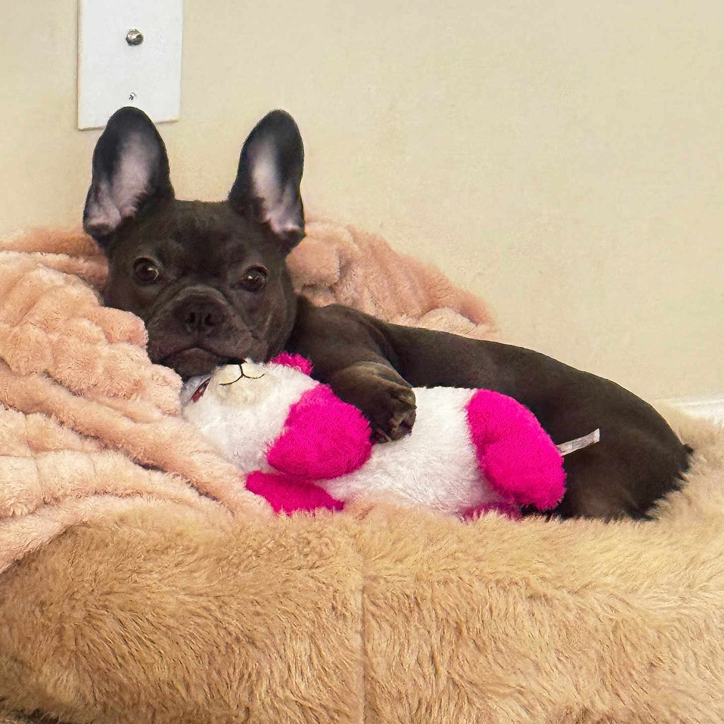 Lola is registered to the contest to win money with this photo: animal, bostonbull, bulldog, canine, cat, dog, dogbed, frenchbulldog, pet, pitbull, puppy