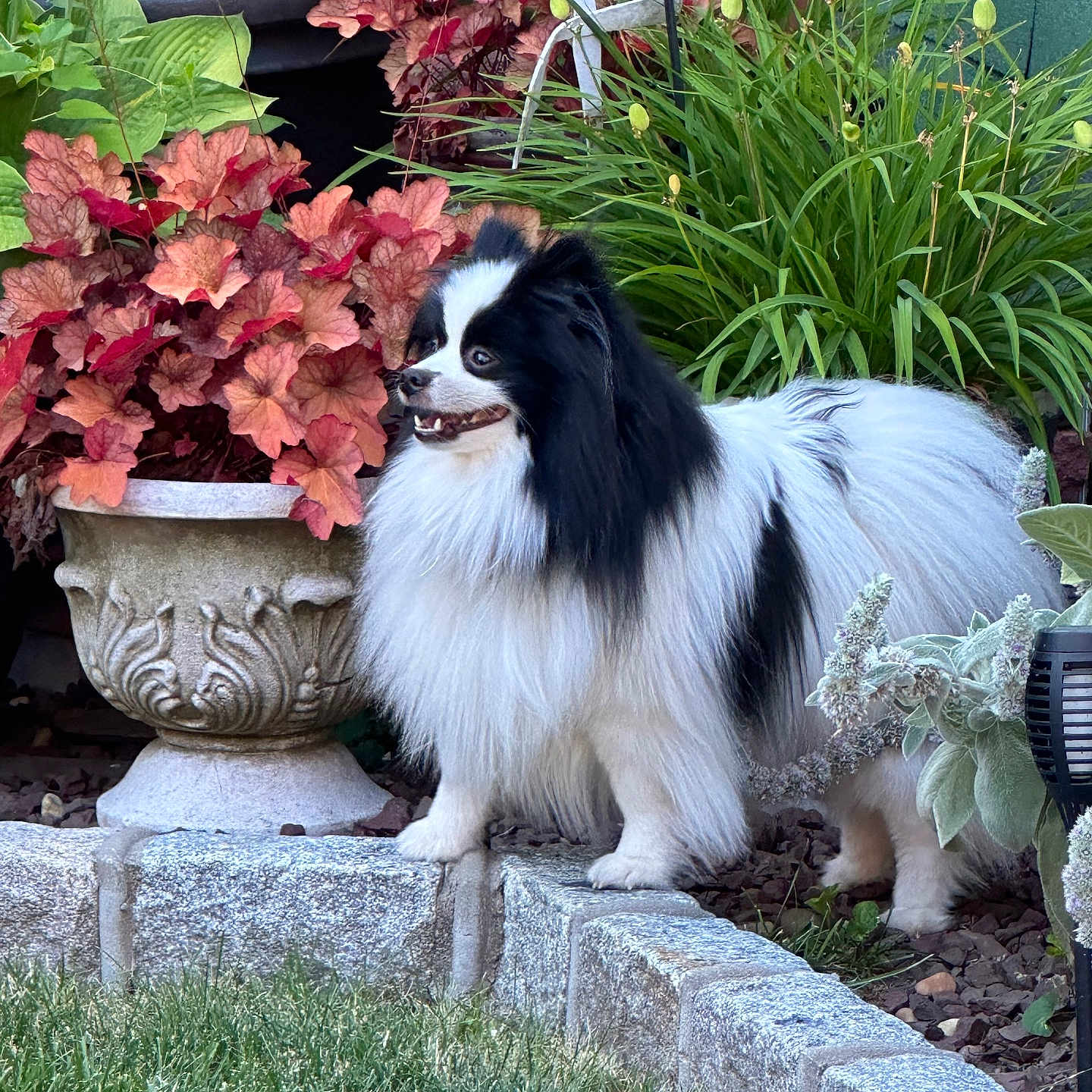 Astra is registered to the contest to win money with this photo: animal, backyard, canine, flower, geranium, grass, herbal, herbs, jar, leaf, nature, outdoors, plant, planter, pottedplant, pottery, soil, vase, vegetation, yard