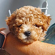 Milo joined the competition — help win amazing prizes! dog, puppy, poodle, curly_fur, brown_fur, nose, whiskers, pet, close_up, portrait, human_arm, smartwatch, resting, cute, indoor, cuddly, face, eyes, texture, animal