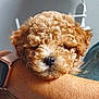dog, puppy, poodle, curly_fur, brown_fur, nose, whiskers, pet, close_up, portrait, human_arm, smartwatch, resting, cute, indoor, cuddly, face, eyes, texture, animal