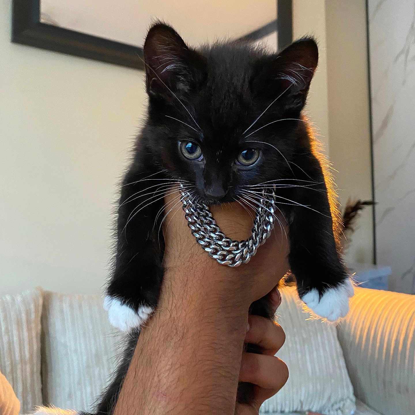 Shadow is registered to the contest to win money with this photo: animal, black_cat, cat, chain_bracelet, close_up, couch, cozy, curious, cute, domestic, feline, furniture, hand, indoor, kitten, person_hand, pet, wall_art, white_paws, young