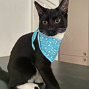 Shadow joined the competition — help win amazing prizes! alert, animal, black_cat, blue_bandana, cat, close_up, curious, cute, domestic_cat, ears, feline, household, indoor, pet, portrait, sitting, tabby, whiskers, white_paws, young_cat