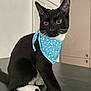 alert, animal, black_cat, blue_bandana, cat, close_up, curious, cute, domestic_cat, ears, feline, household, indoor, pet, portrait, sitting, tabby, whiskers, white_paws, young_cat