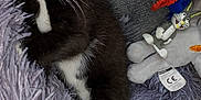 Shadow is registered to the contest to win money with this photo: black_and_white, bugs_bunny, cat, cozy, cute, domestic_animal, fluffy_blanket, indoor, kitten, knitted_hat, nap, paw, pet, pillow, plush_toy, purple_blanket, relaxed, sleeping, soft_texture, whiskers