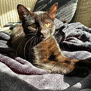 Theodore joined the competition — help win amazing prizes! cat, black_cat, pet, animal, feline, sunlight, shadow, blanket, indoor, relaxing, cozy, fur, whiskers, ears, eyes, resting, texture, comfort, closeup, portrait