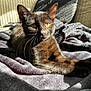 animal, black_cat, blanket, cat, closeup, comfort, cozy, ears, eyes, feline, fur, indoor, pet, portrait, relaxing, resting, shadow, sunlight, texture, whiskers