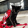 Theodore joined the competition — help win amazing prizes! black_cat, cat, ribbons, red_ribbons, pink_ribbons, carpet, indoor, curious_cat, pet, feline, playful, animal, fur, whiskers, ears, paw, cabinet, reflection, floor, home