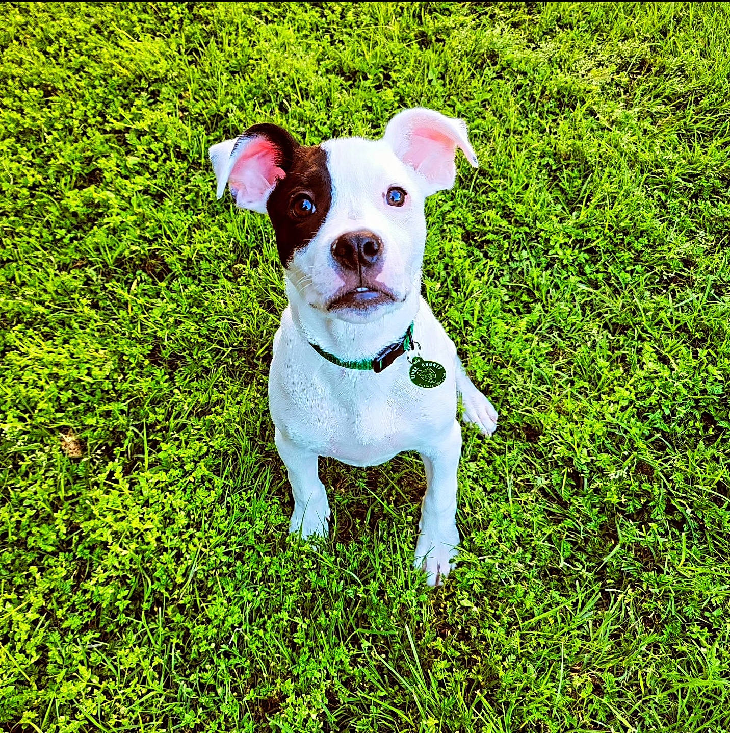Petey is registered to the contest to win money with this photo: canidae, carnivore, collar, companion_dog, dog, dog_breed, dog_clothes, dog_collar, dog_supply, fawn, grass, grassland, groundcover, people_in_nature, plant, shrub, snout, sporting_group, terrier, working_animal