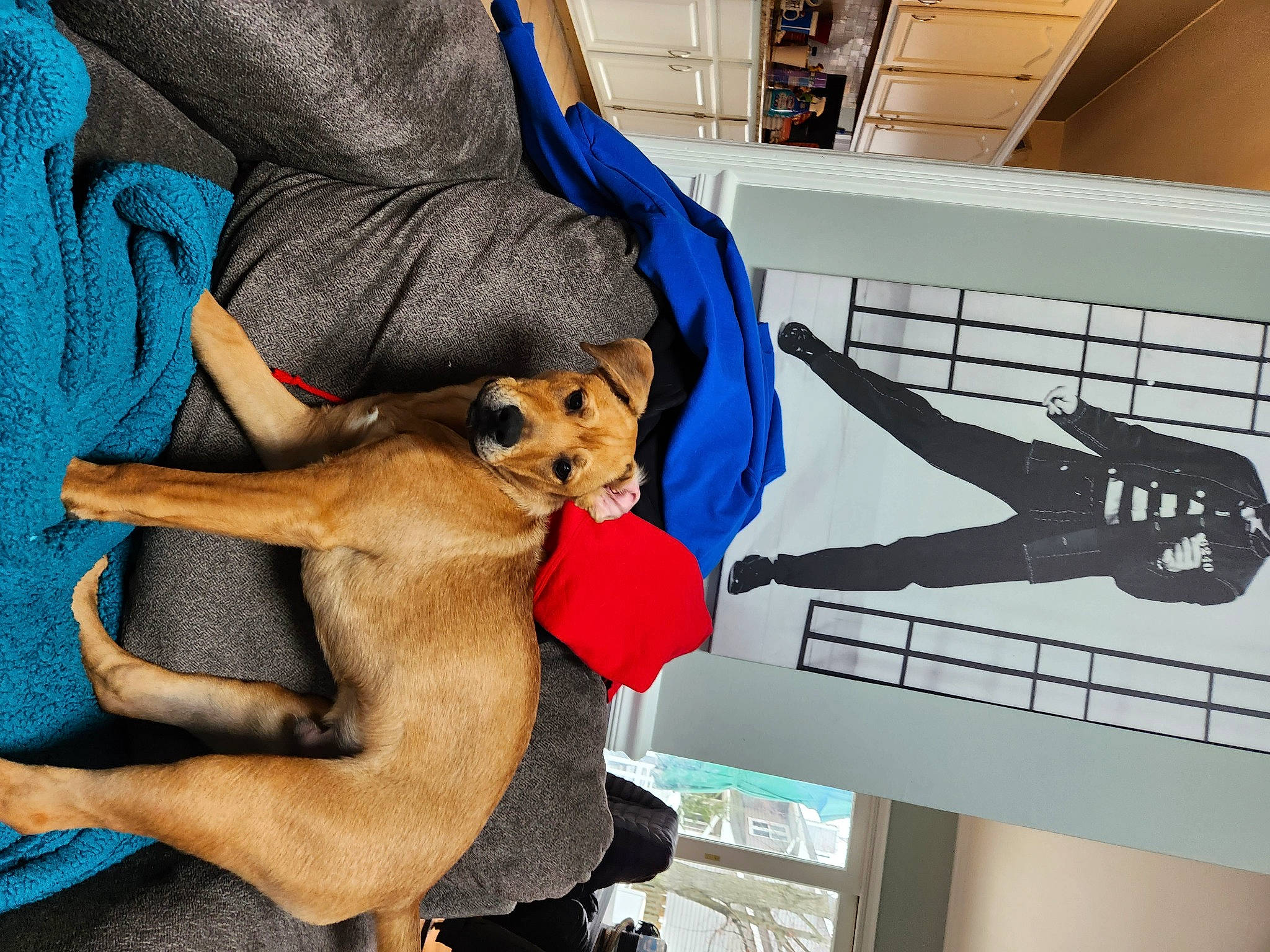 Bruno is registered to the contest to win money with this photo: art, canidae, carnivore, comfort, companion_dog, dog, dog_breed, electric_blue, fawn, fun, fur, human_leg, lap, snout, sporting_group, tail, thigh, toy, toy_dog, visual_arts