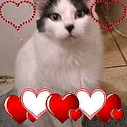 Lotus Boone is registered to the contest to win money with this photo: animal, blue_eyes, cat, close_up, cute, fluffy, furry, gray_fur, heart_decorations, home, indoors, kitten, looking_at_camera, pet, portrait, red_hearts, sitting, valentine, white_fur, white_hearts
