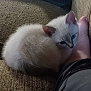 Baby Kitty joined the competition — help win amazing prizes! cat, kitten, cream_fur, blue_eyes, fluffy, sleepy, curled_up, pet, animal, indoors, couch, upholstery, cozy, closeup, portrait, whiskers, ears, tail, soft_fur, home