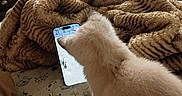 Baby Kitty joined the competition — help win amazing prizes! cat, feline, fluffy, cream_colored, pet, animal, smartphone, phone, technology, screen, bed, blanket, plush, bedroom, indoor, cozy, relaxed, fur, sleeping_area, home_decor