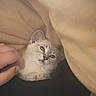 Baby Kitty is registered to the contest to win money with this photo: cat, kitten, animal, pet, fluffy, cream_fur, blue_eyes, face, whiskers, ears, cozy, blanket, bed, indoor, portrait, close_up, sleepy, relaxed, hand, cuddling