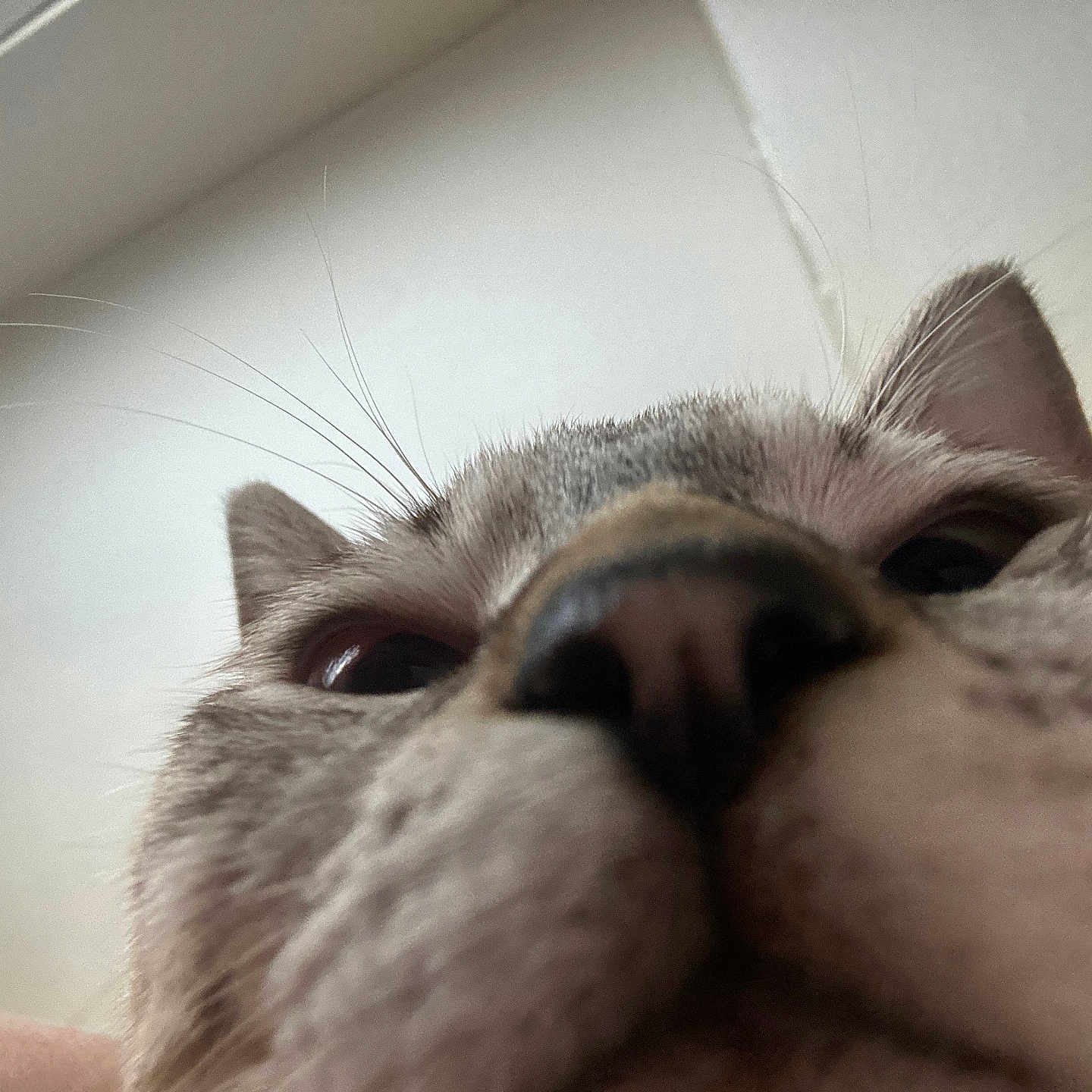 Baby Kitty