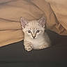 kitten, cat, feline, cream_colored, blue_eyes, ears, whiskers, paw, sitting, portrait, indoor, bedroom, bedding, blanket, cushion, dark_surface, cozy, cute, animal, photography