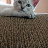 Baby Kitty joined the competition — help win amazing prizes! kitten, cat, white_cat, fluffy, feline, pet, animal, close_up, portrait, blue_eyes, pink_ears, whiskers, lying_down, relaxed, sofa, couch, fabric, indoor, home, cute