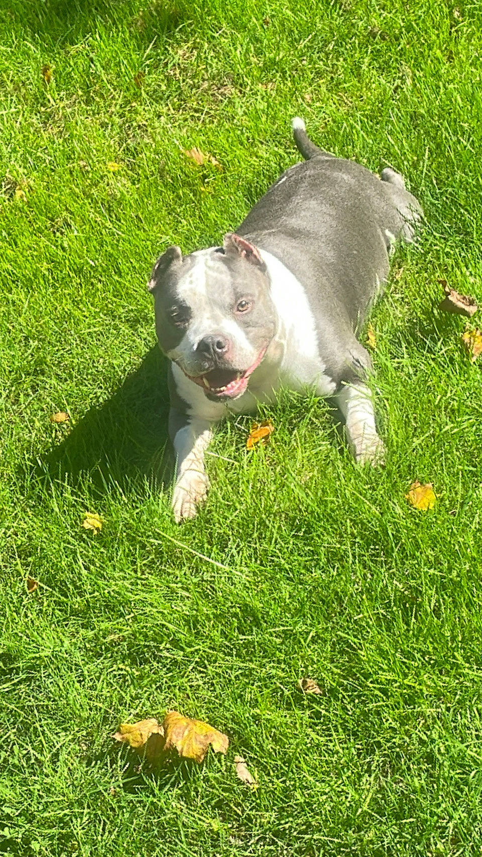 Hank joined the competition — help win amazing prizes! carnivore, companion_dog, dog, dog_breed, fawn, grass, grassland, groundcover, lawn, meadow, pasture, people_in_nature, plant, snout, sporting_group, tail, terrestrial_animal, whiskers, wildlife, working_animal