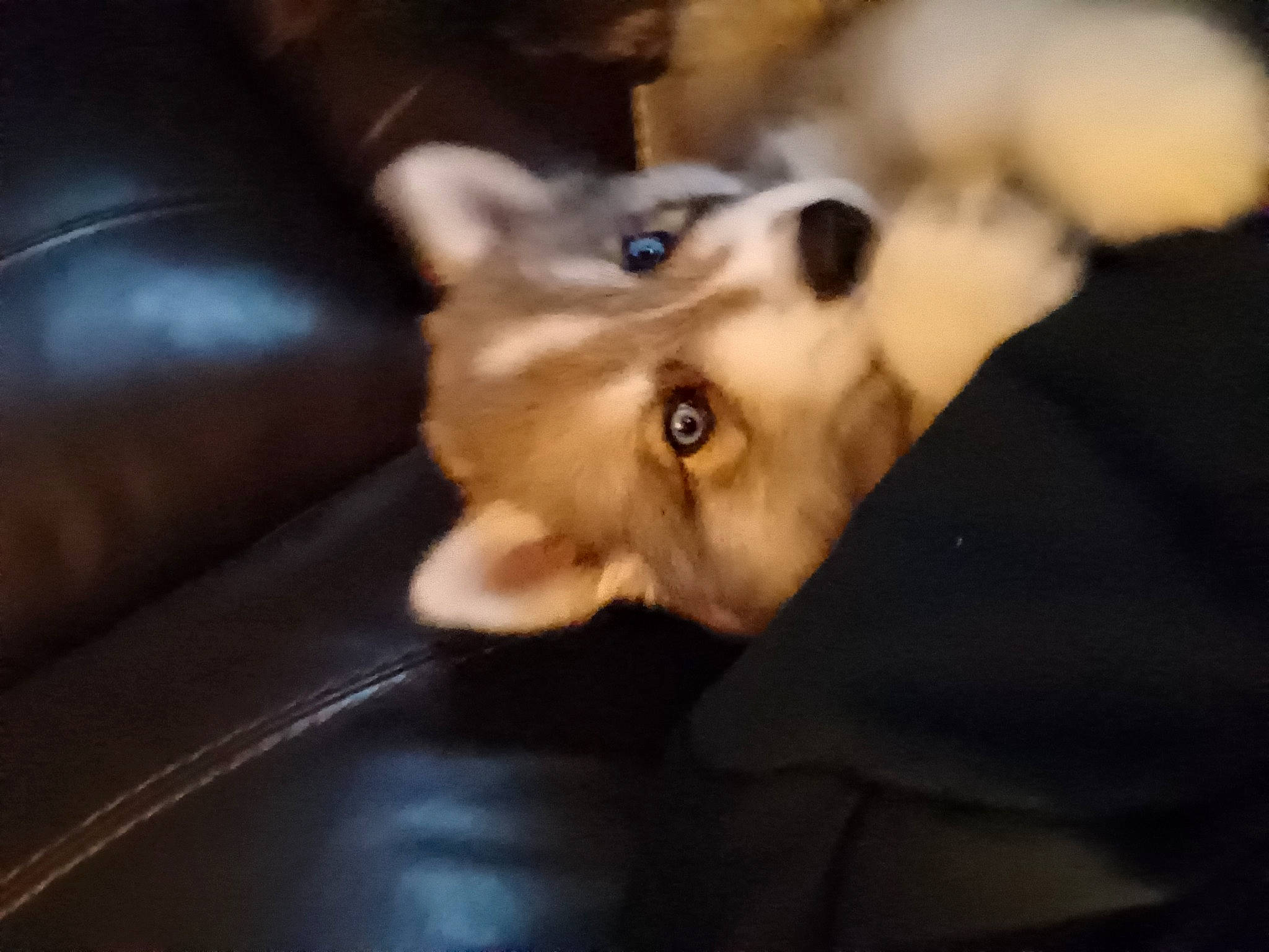 Marley is registered to the contest to win money with this photo: canidae, carnivore, cat, comfort, companion_dog, dog, dog_breed, ear, fawn, felidae, fur, jaw, non_sporting_group, paw, small_to_medium_sized_cats, sporting_group, toy_dog, whiskers, wood, working_animal