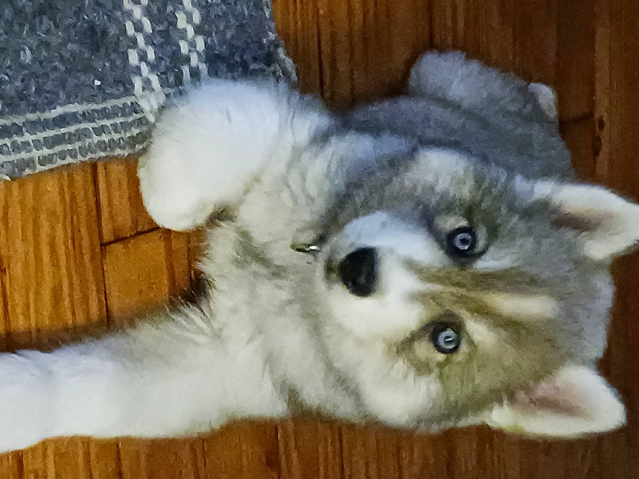 Marley is registered to the contest to win money with this photo: carnivore, cat, companion_dog, dog_breed, felidae, fur, paw, small_to_medium_sized_cats, whiskers, wood