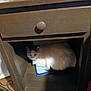 Nugs joined the competition — help win amazing prizes! animal, box, cabinet, cat, closet, computer, cupboard, desk, drawer, electronics, furniture, indoors, kitten, laptop, pc, pet, shelf, sideboard, table, wood