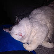 Nugs is registered to the contest to win money with this photo: abyssinian, angora, animal, bed, bedroom, blanket, cat, couch, cushion, furniture, homedecor, indoors, kitten, manx, person, pet, room, siamese, sleeping, white
