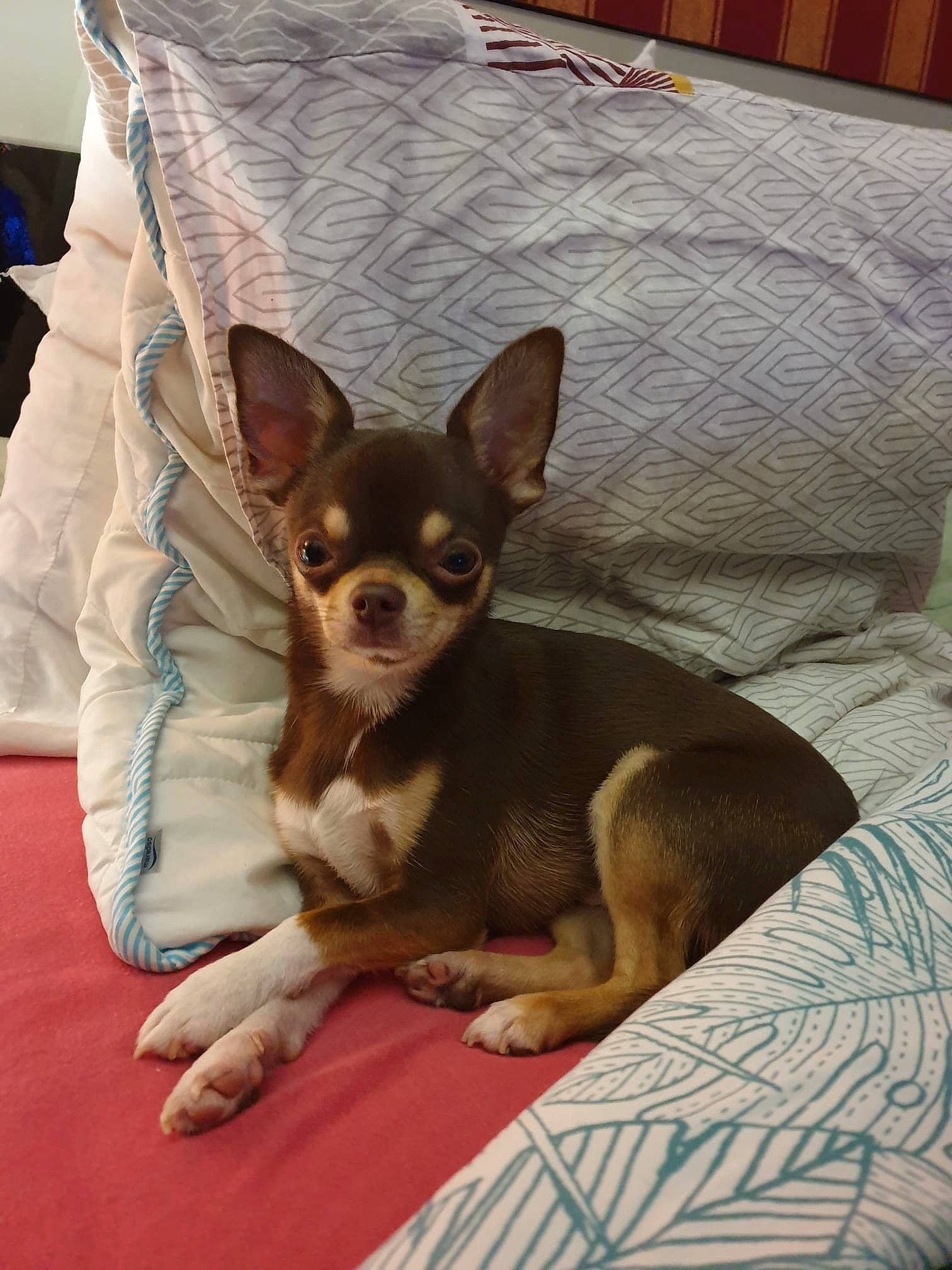 Guismo participe au concours pour gagner de l'argent avec cette photo : bed, canidae, carnivore, chihuahua, comfort, companion_dog, corgi_chihuahua, dog, dog_breed, ear, fawn, fur, linens, mammal, russkiy_toy, snout, sporting_group, toy_dog, whiskers, working_animal