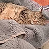 Noisette participe au concours pour gagner de l'argent avec cette photo : animal, blanket, cat, close_up, comfort, cozy, cute, ears, feline, fur, gray_blanket, indoor, pet, relaxed, resting, sleepy, soft_texture, striped, tabby_cat, whiskers