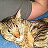 animal, arm, blue_background, cat, close_up, clothing, companion, cozy, domestic_animal, feline, fur, gray_shirt, indoor, person, pet, relaxed, resting, sleeping, tabby_cat, whiskers