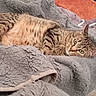 Noisette participe au concours pour gagner de l'argent avec cette photo : animal, blanket, cat, comfort, cozy, cute, domestic, ears, feline, fur, green_eyes, indoor, lying_down, pet, relaxed, resting, soft_texture, striped, tabby, whiskers