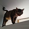 animal, balance, cat, ceiling, claws, curious, door, feline, fur, green_eyes, home, indoor, looking_down, mammal, perched, pet, shadow, tabby, tail, whiskers