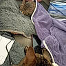 arm, blanket, blue_shirt, cat, charging_cable, closeup, cozy, feline, fur, gray_blanket, indoor, person, pet, purple_blanket, relaxation, resting, soft_texture, striped_shirt, tabby_cat, tablet