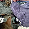 animal, arm, blanket, blurred_foreground, cat, comfort, couch, cozy, curious, domestic, furniture, gray_surface, hand, indoor, person, pet, purple_blanket, resting, striped_shirt, tabby_cat