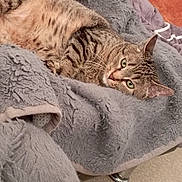 Noisette participe au concours pour gagner de l'argent avec cette photo : animal, blanket, cat, comfort, cozy, ears, feline, fur, gray, green_eyes, home, indoor, lying_down, pet, relaxed, resting, soft, tabby, texture, whiskers