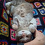 animal, cat, colorful, comfort, cozy, crocheted_blanket, cute, feline, fur, hand, human, indoor, pattern, paw, pet, playful, relaxed, resting, textile, upside_down