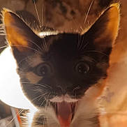 Vickie participe au concours pour gagner de l'argent avec cette photo : animal, backlit, cat, close_up, cute, ears, expression, feline, fur, indoor, kitten, mouth_open, pet, soft_focus, surprised, tongue_out, warm_light, whiskers, wide_eyes, young