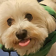 Nala a rejoint le concours — aidez-le/la à gagner de superbes lots ! adorable, animal, bed, blanket, close_up, companion, cute, dog, domestic_animal, fluffy, friendly, fur, green_clothing, household, indoor, looking_at_camera, pet, small_dog, tongue_out, white_dog