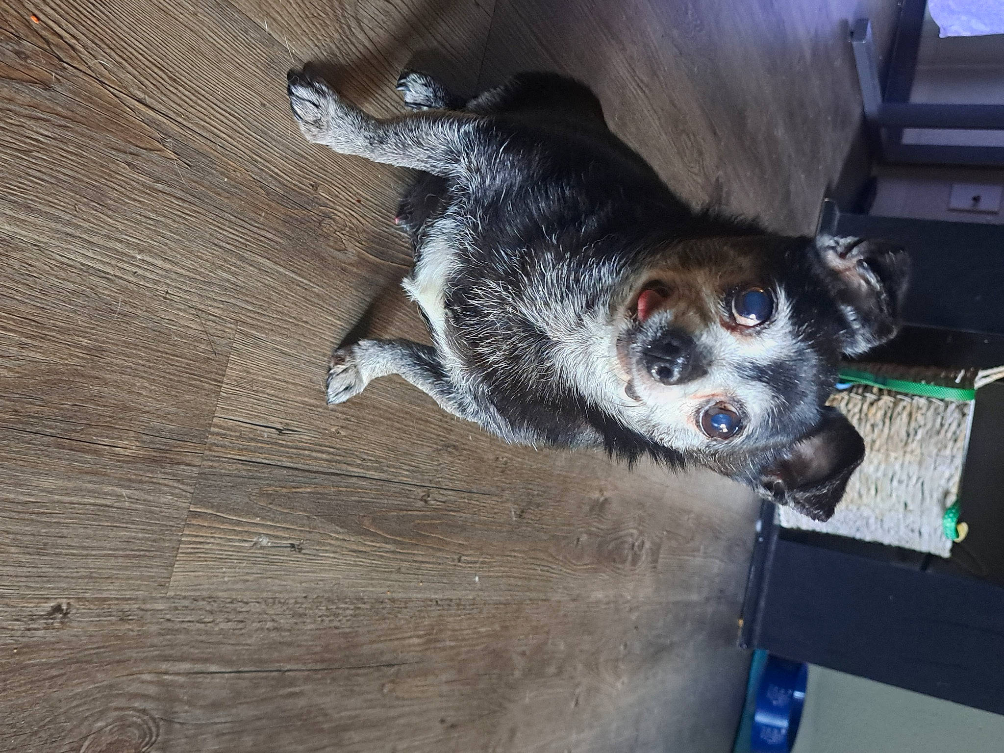 Sylis joined the competition — help win amazing prizes! australian_cattle_dog, canidae, carnivore, companion_dog, dog, dog_breed, dog_supply, fawn, fur, hardwood, paw, snout, sporting_group, tail, whiskers, wood