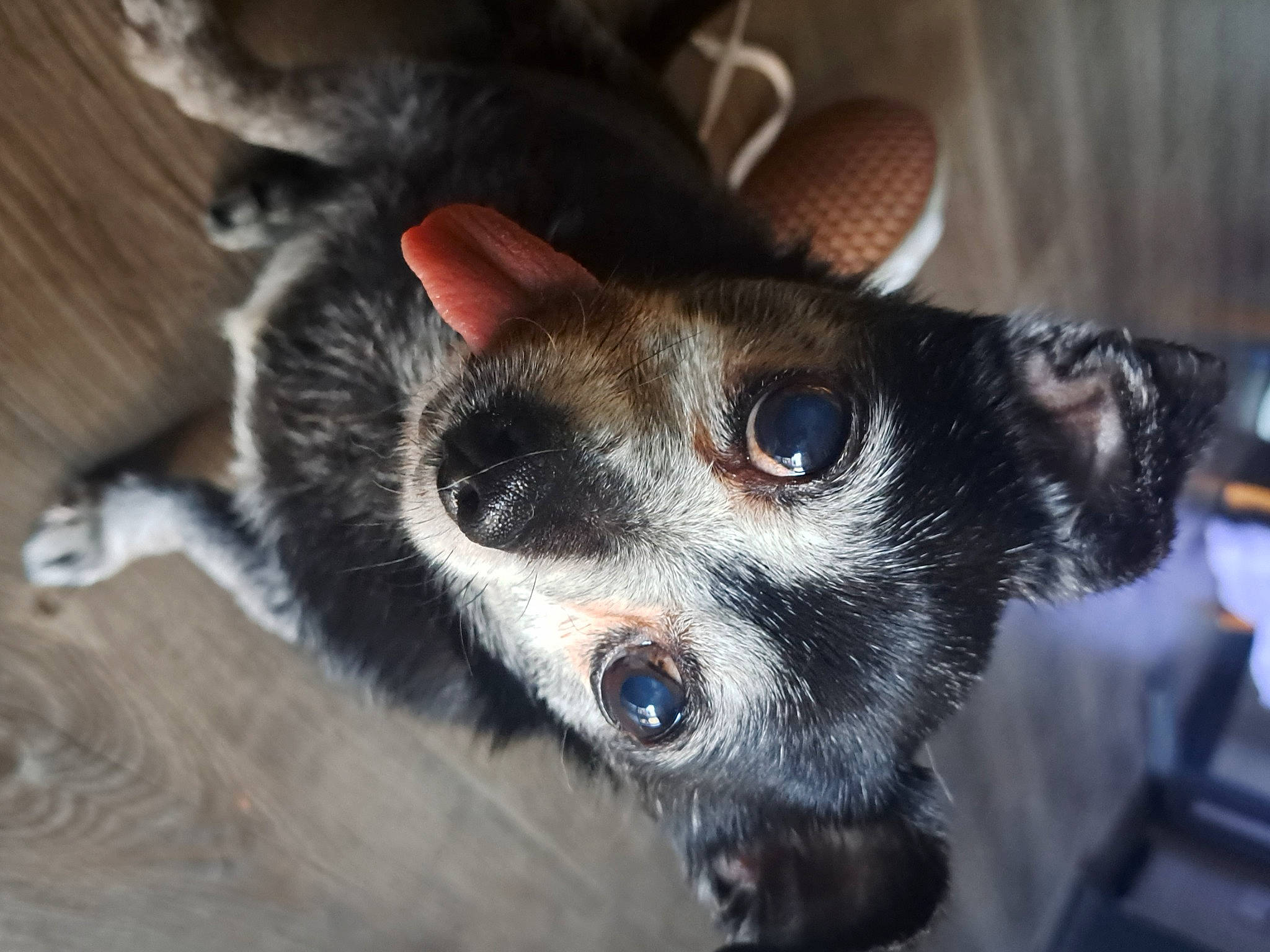 Sylis joined the competition — help win amazing prizes! canidae, carnivore, claw, dog_breed, ear, fawn, fur, lemur, marsupial, paw, procyonidae, red_panda, terrestrial_animal, whiskers, wildlife