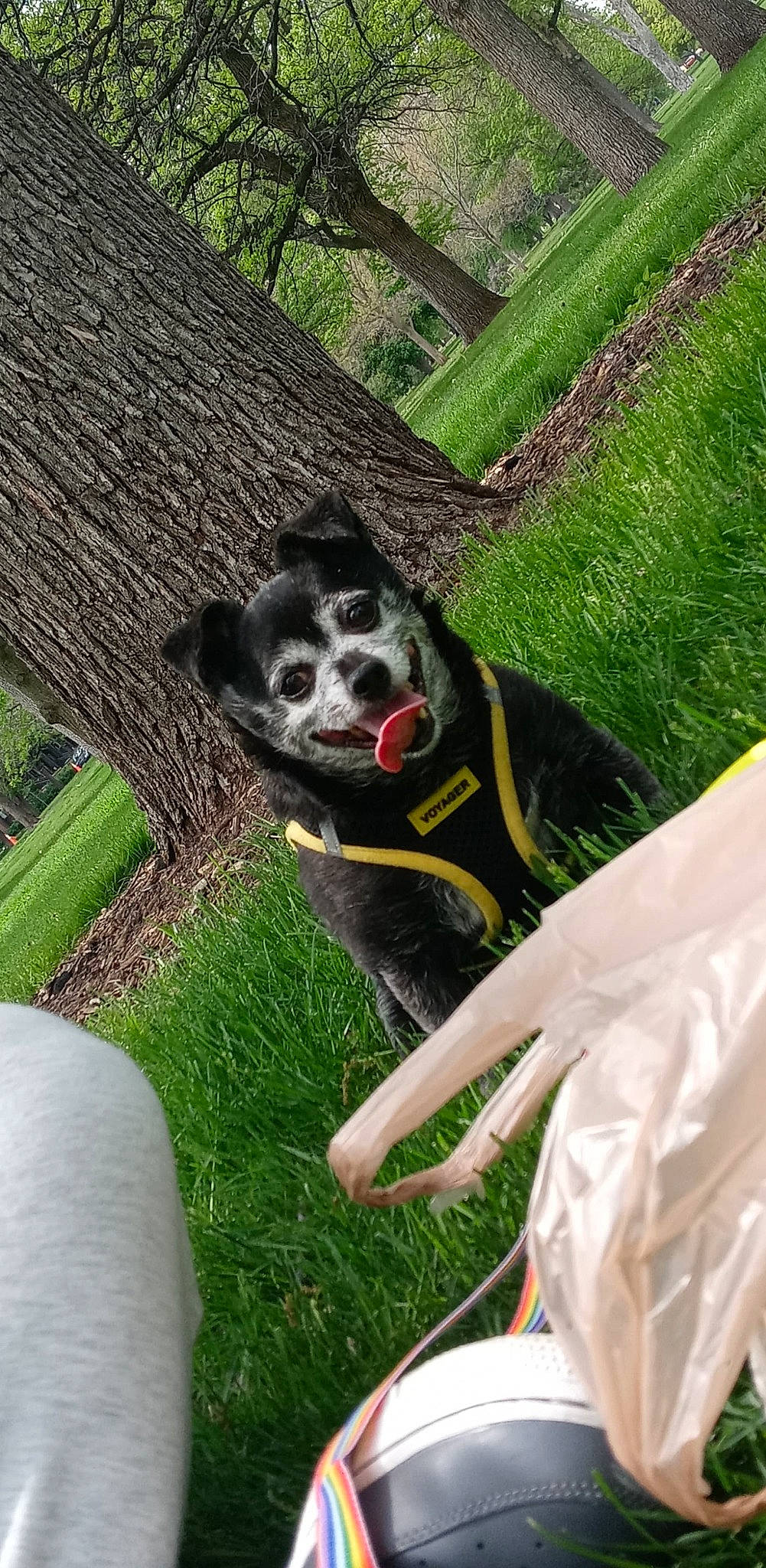 Sylis is registered to the contest to win money with this photo: canidae, carnivore, chair, companion_dog, dog, dog_breed, foot, fur, garden, grass, plant, recreation, sitting, skull, snout, sporting_group, tail, tree, trunk, yard