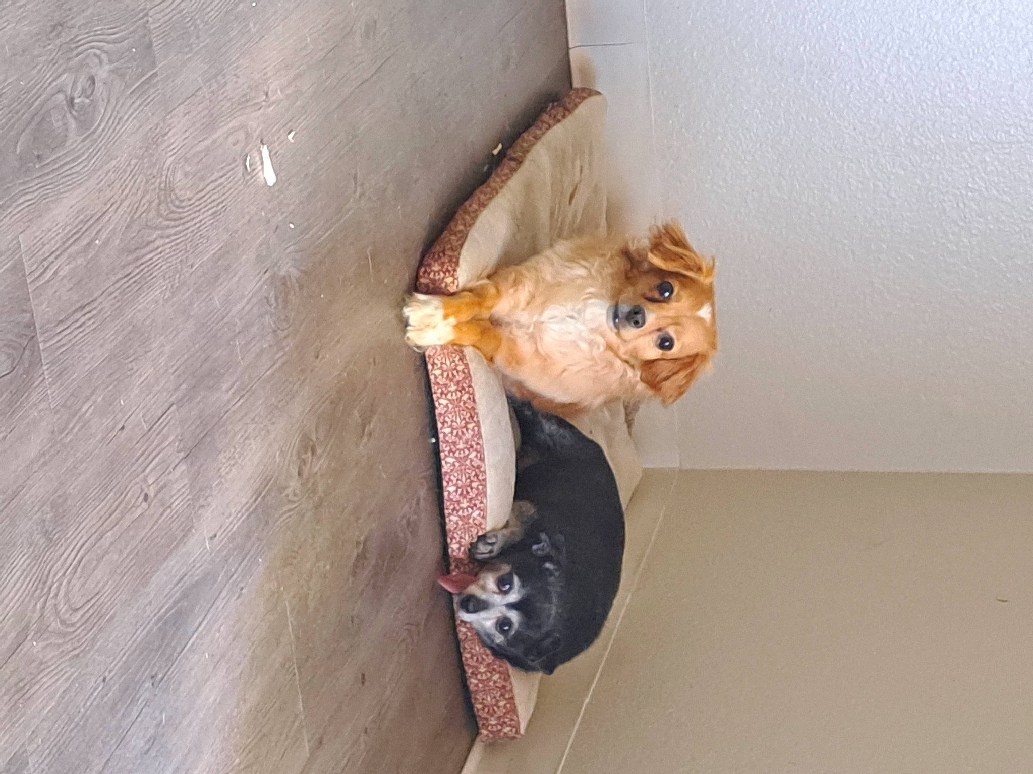 P-nutt joined the competition — help win amazing prizes! carnivore, cat, domestic_short_haired_cat, door, fawn, felidae, flooring, foot, fur, hardwood, peach, room, small_to_medium_sized_cats, stuffed_toy, tail, toy, whiskers, window, wood