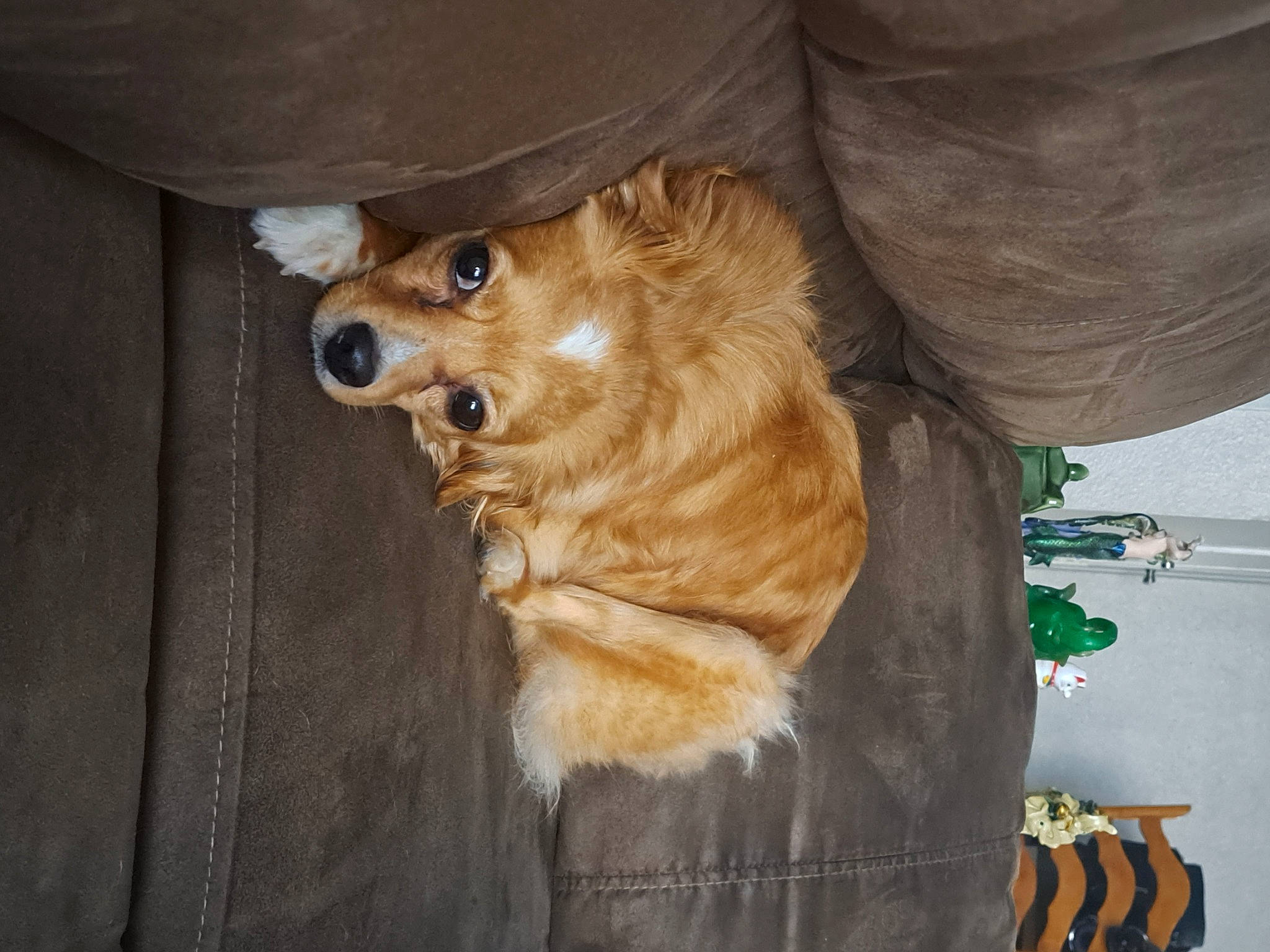 P-nutt is registered to the contest to win money with this photo: canidae, carnivore, companion_dog, dog, dog_breed, dog_supply, fawn, felidae, fur, german_spitz, goggles, liver, pet_supply, snout, spitz, sporting_group, sunglasses, toy_dog, whiskers, wood