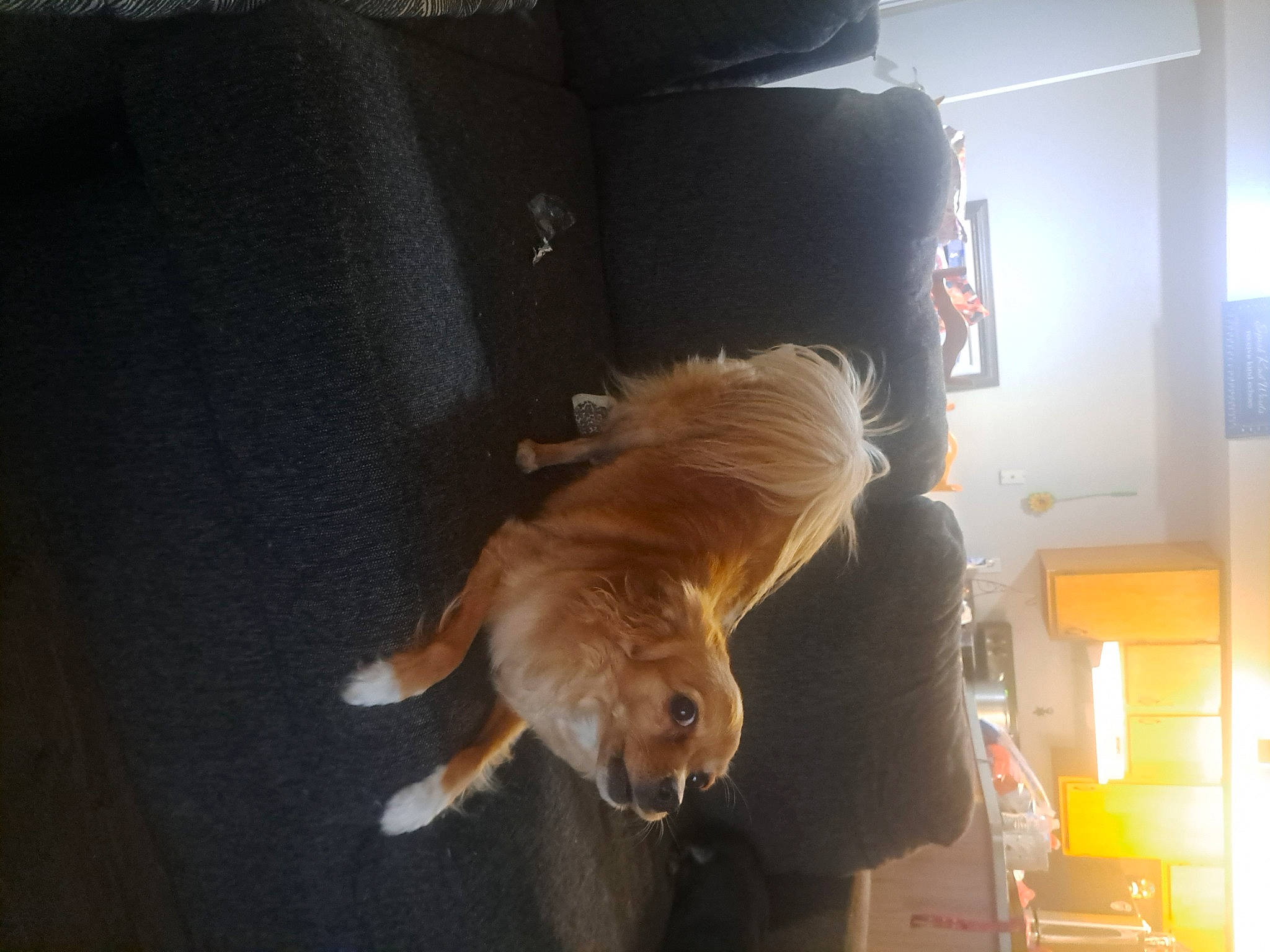 P-nutt joined the competition — help win amazing prizes! canidae, carnivore, chair, comfort, companion_dog, couch, dog, dog_breed, fawn, felidae, flooring, fur, pomeranian, small_to_medium_sized_cats, snout, spitz, sporting_group, tail, whiskers, working_animal