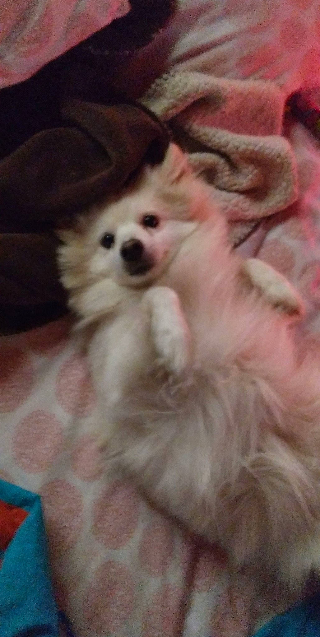 Casper is registered to the contest to win money with this photo: canidae, carnivore, companion_dog, dog, dog_breed, dog_supply, ear, fawn, fur, happy, non_sporting_group, paw, puppy, snout, sporting_group, toy, toy_dog, volpino_italiano, whiskers, working_animal